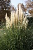 Смотреть изображение Cortaderia selloana