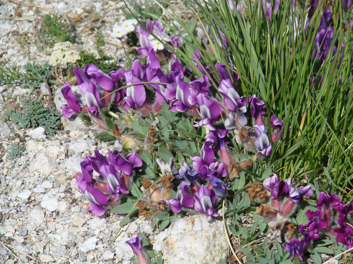 Image of Oxytropis triphylla specimen.