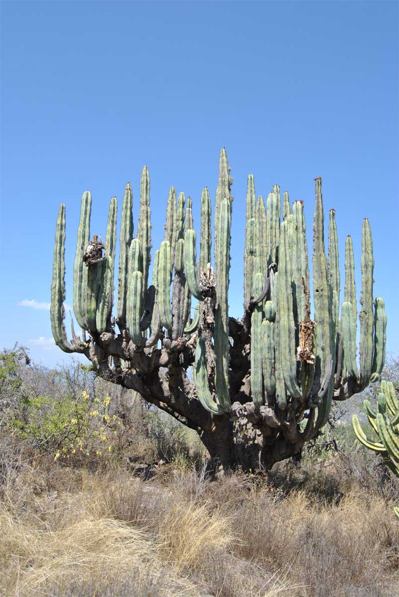 Image of Pachycereus marginatus specimen.