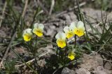 Viola tricolor подвид alpestris. Цветущие растения. Кабардино-Балкария, Эльбрусский р-н, окраина пос. Терскол. 20.05.2009.