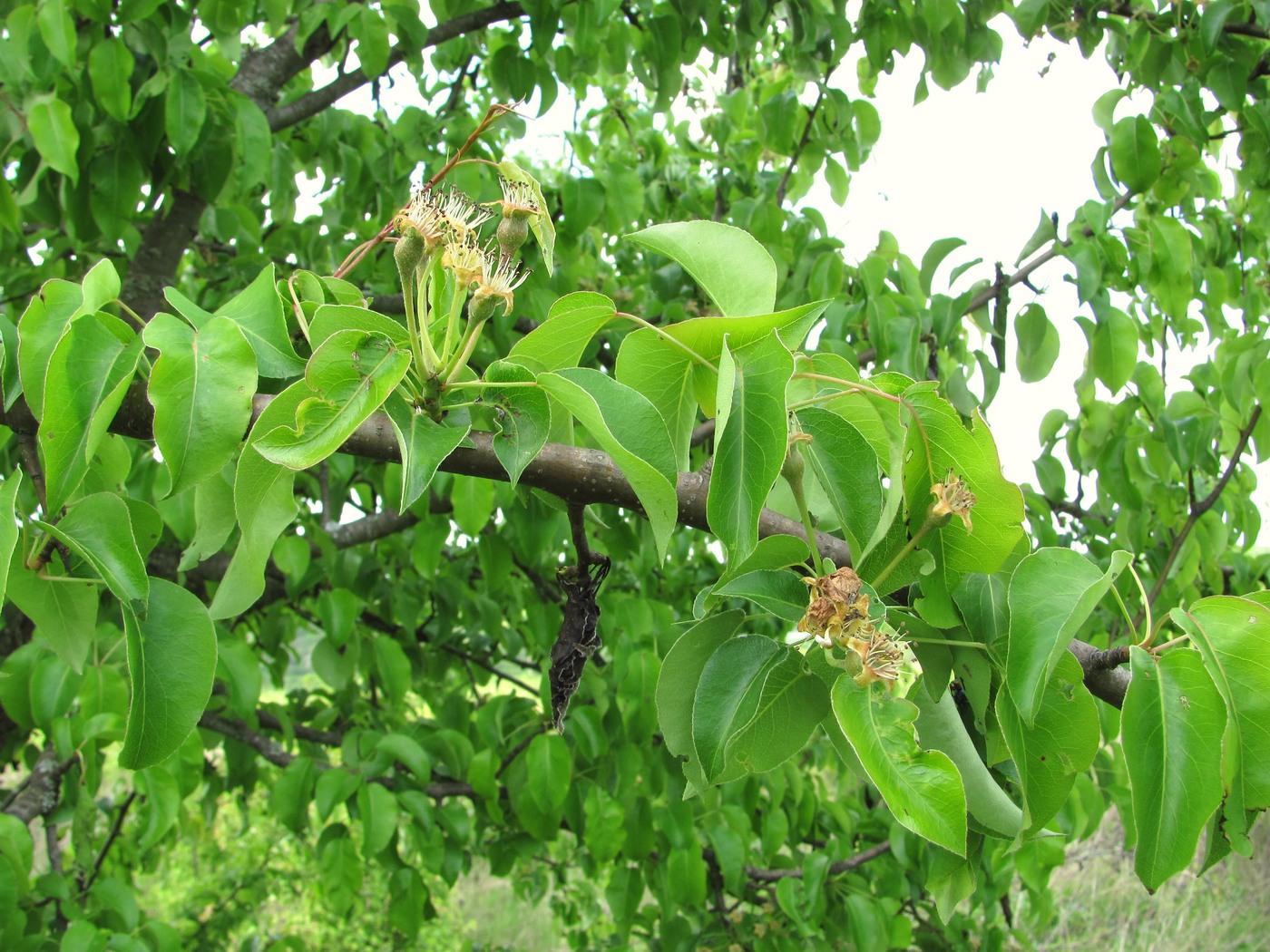 Image of Pyrus caucasica specimen.