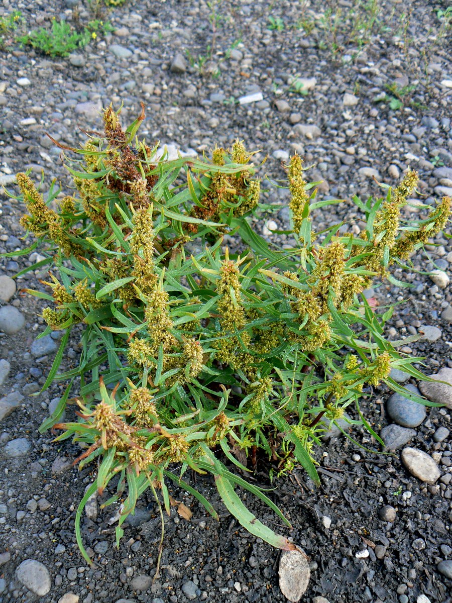 Image of Rumex maritimus specimen.