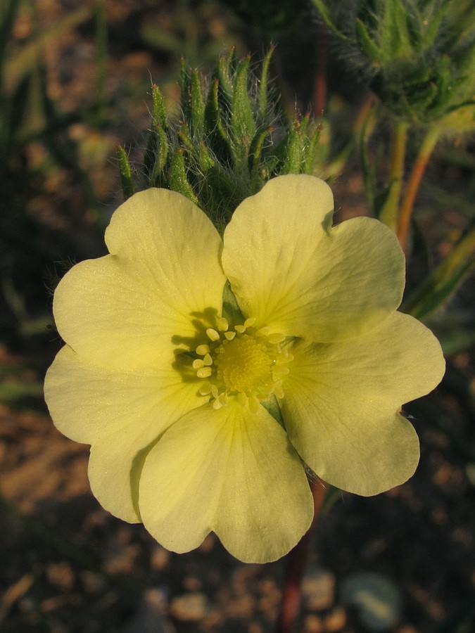 Изображение особи Potentilla recta.