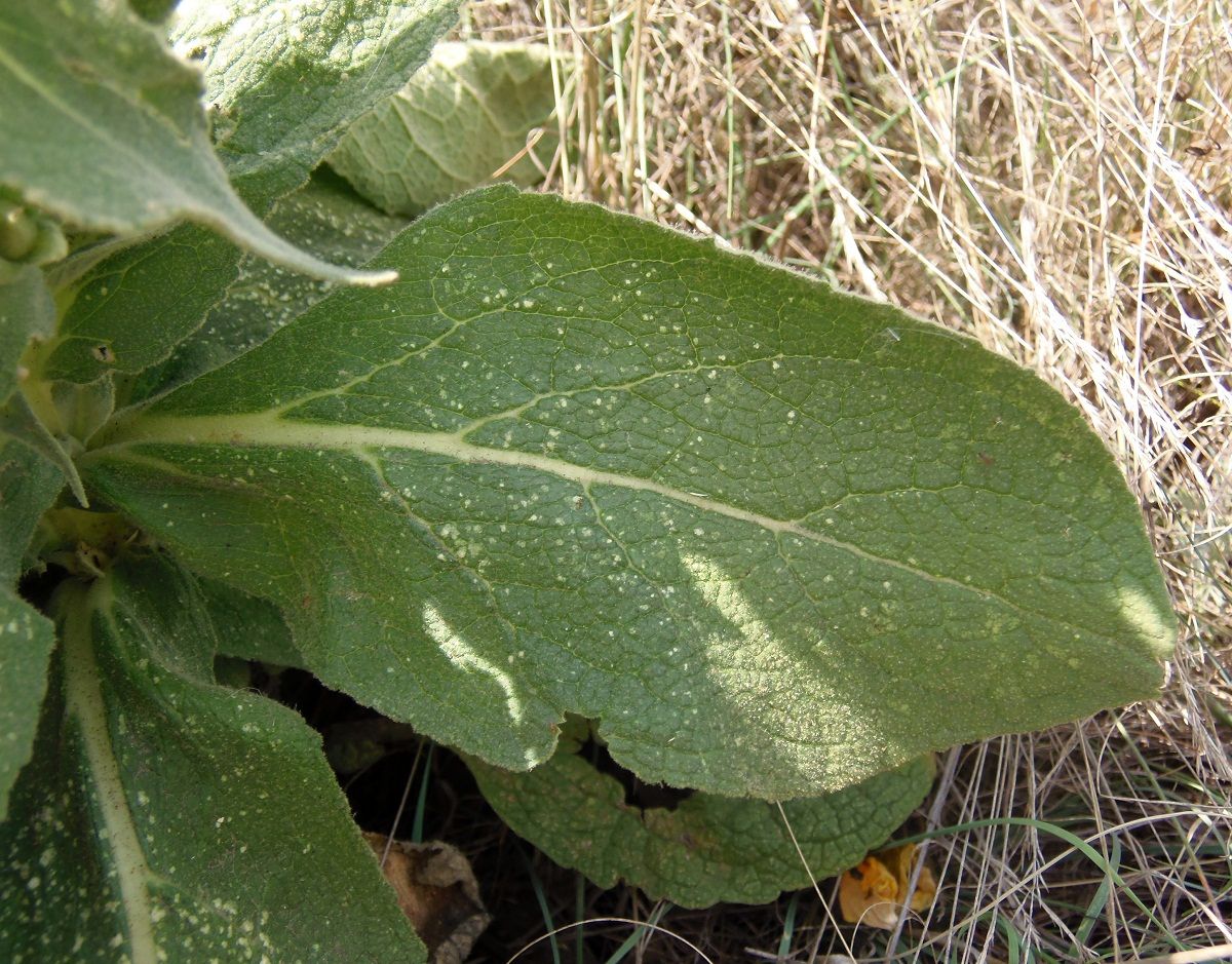 Image of genus Verbascum specimen.