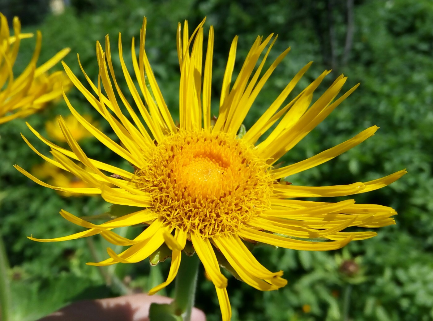 Изображение особи Inula helenium.