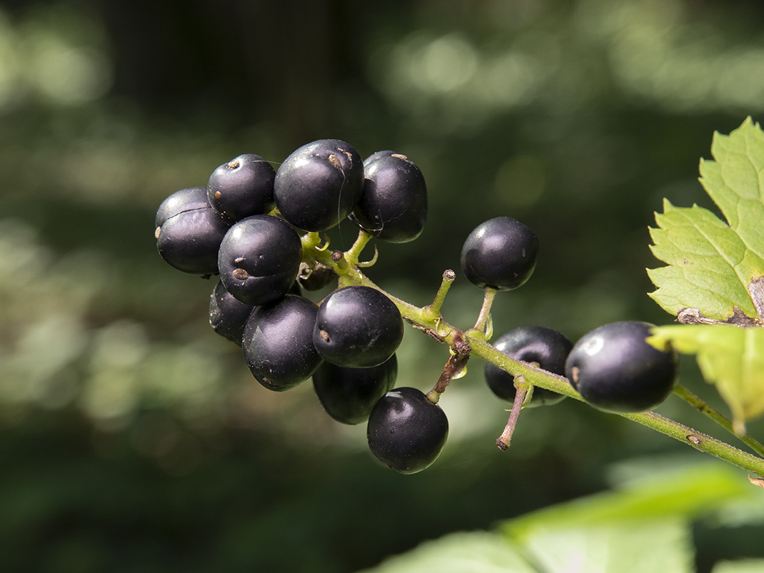 Image of Actaea spicata specimen.