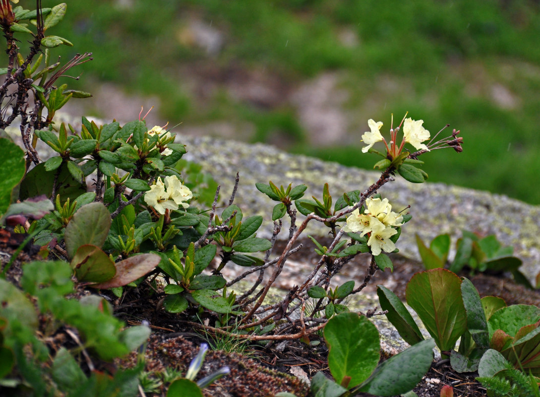 Image of Rhododendron aureum specimen.