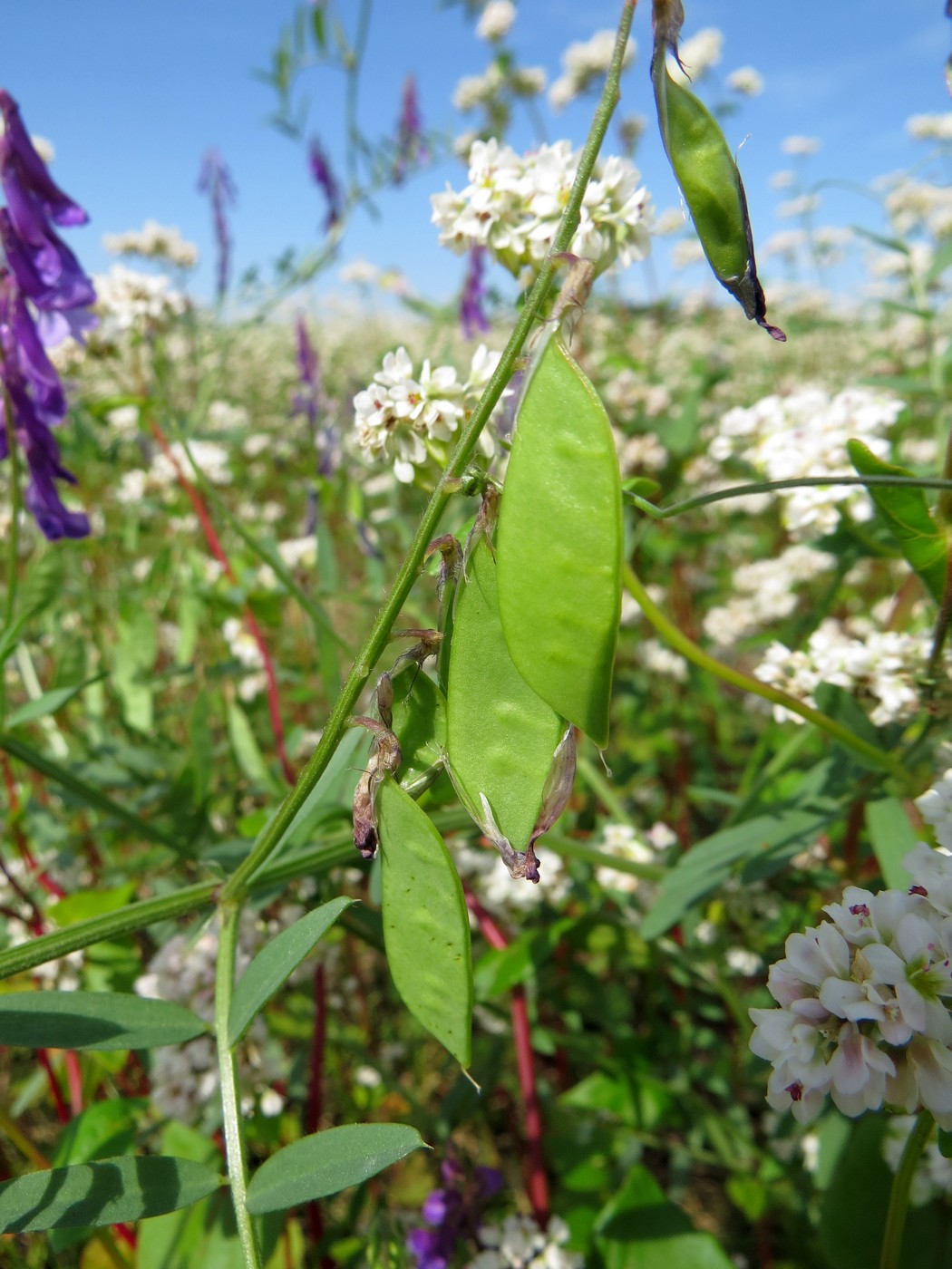 Image of Vicia villosa specimen.