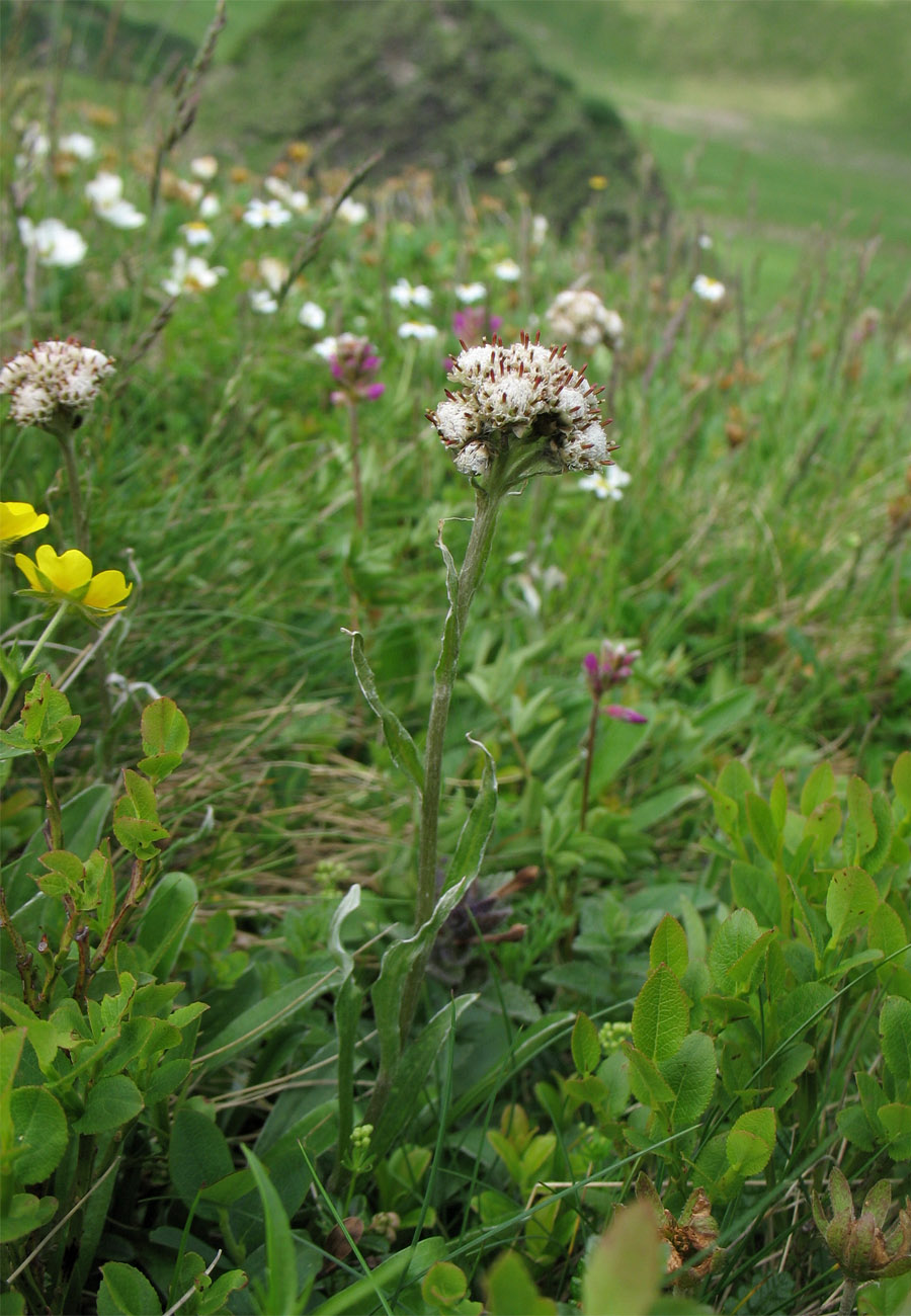 Изображение особи Antennaria carpatica.