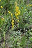 Solidago virgaurea