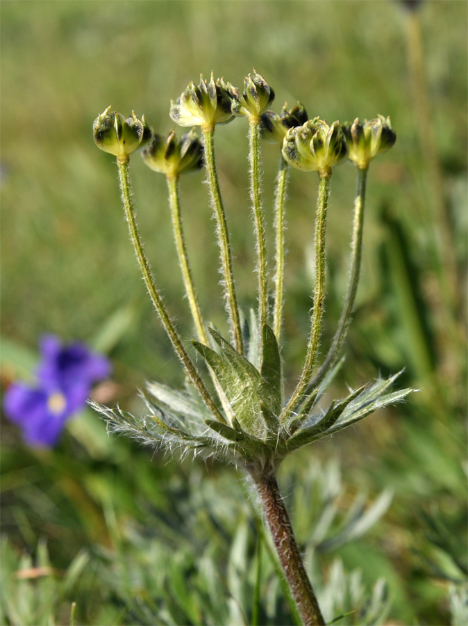 Изображение особи Anemonastrum crinitum.