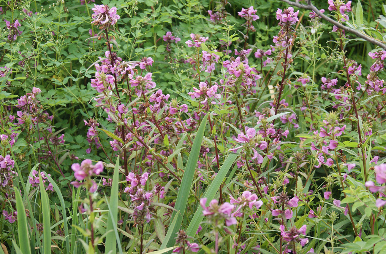 Image of Pedicularis resupinata specimen.