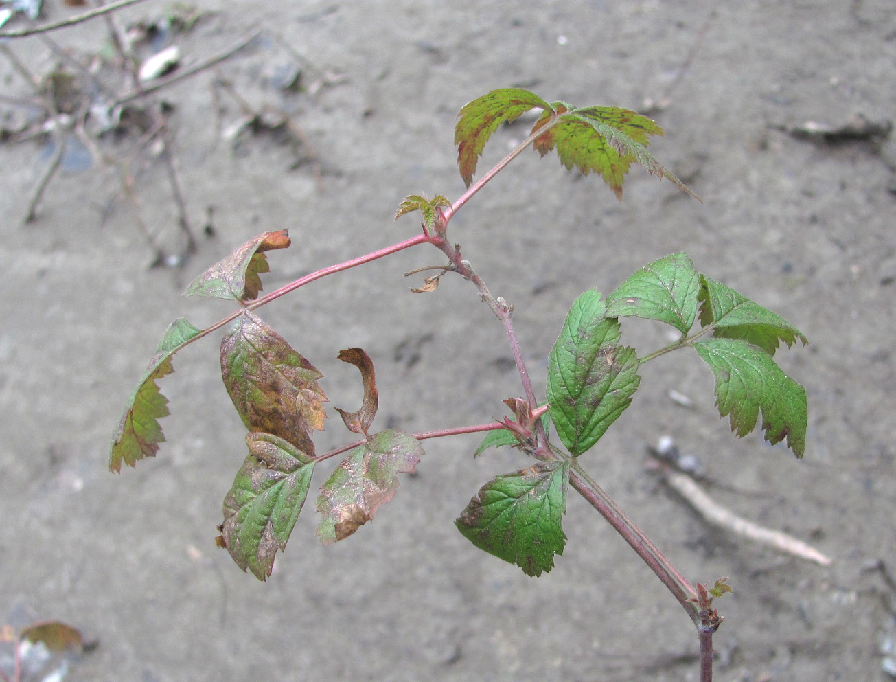 Изображение особи Rubus caesius.