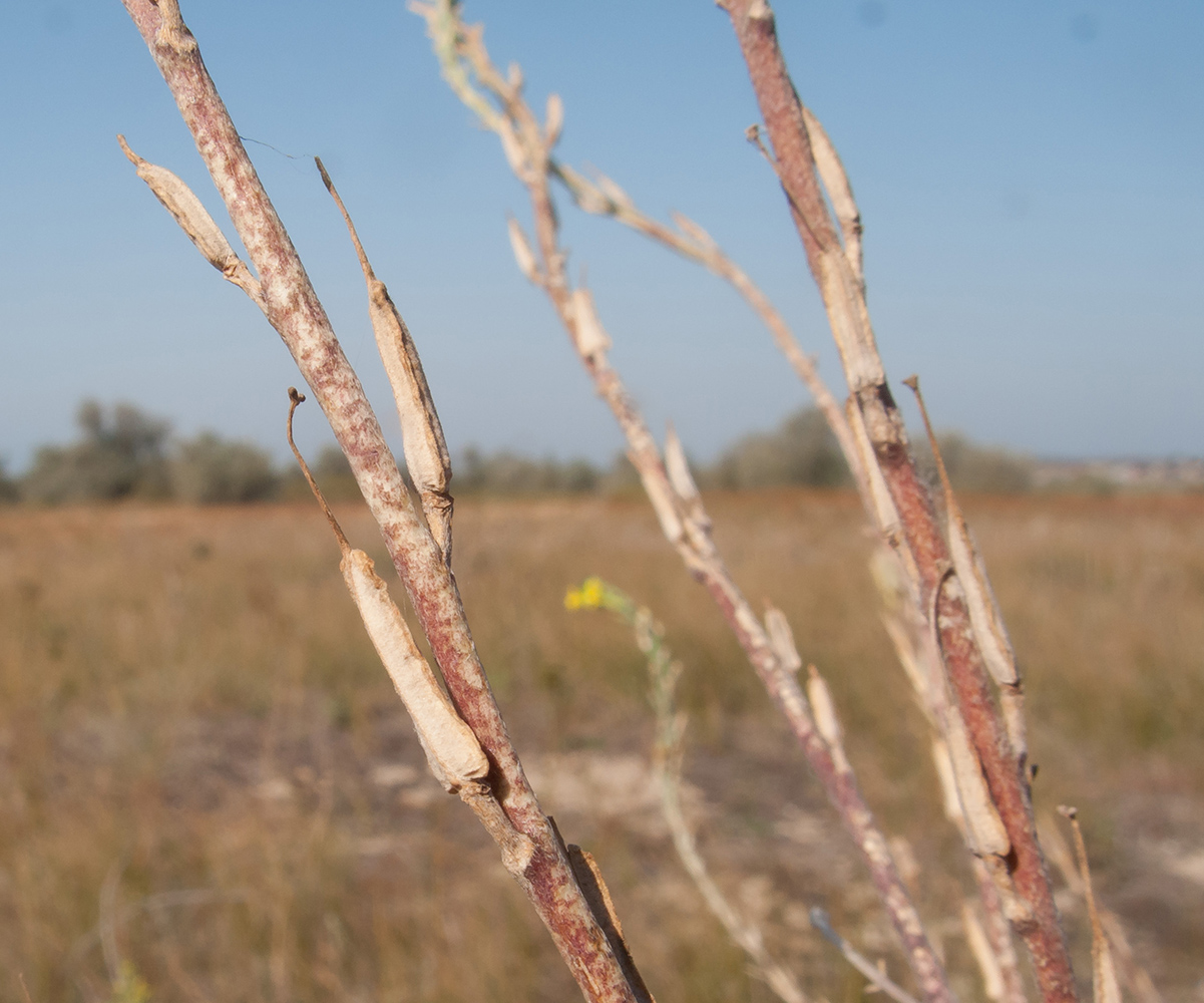 Image of Syrenia montana specimen.