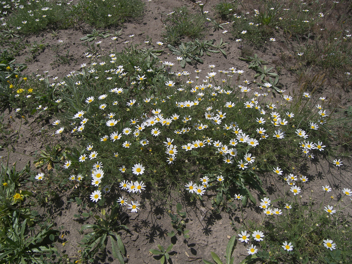 Image of Anthemis haussknechtii specimen.