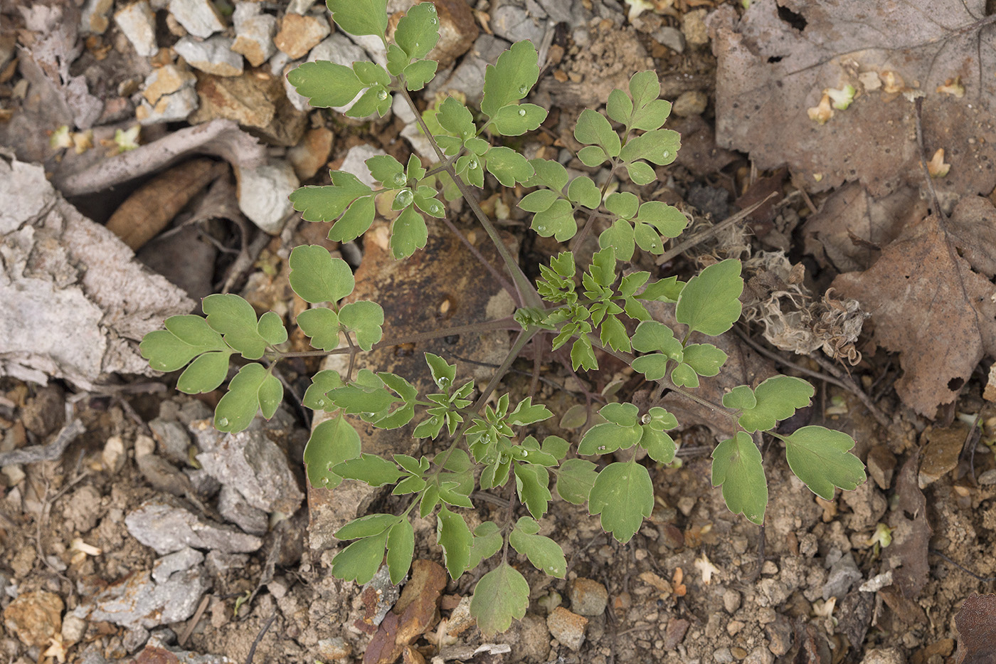 Image of Corydalis pallida specimen.