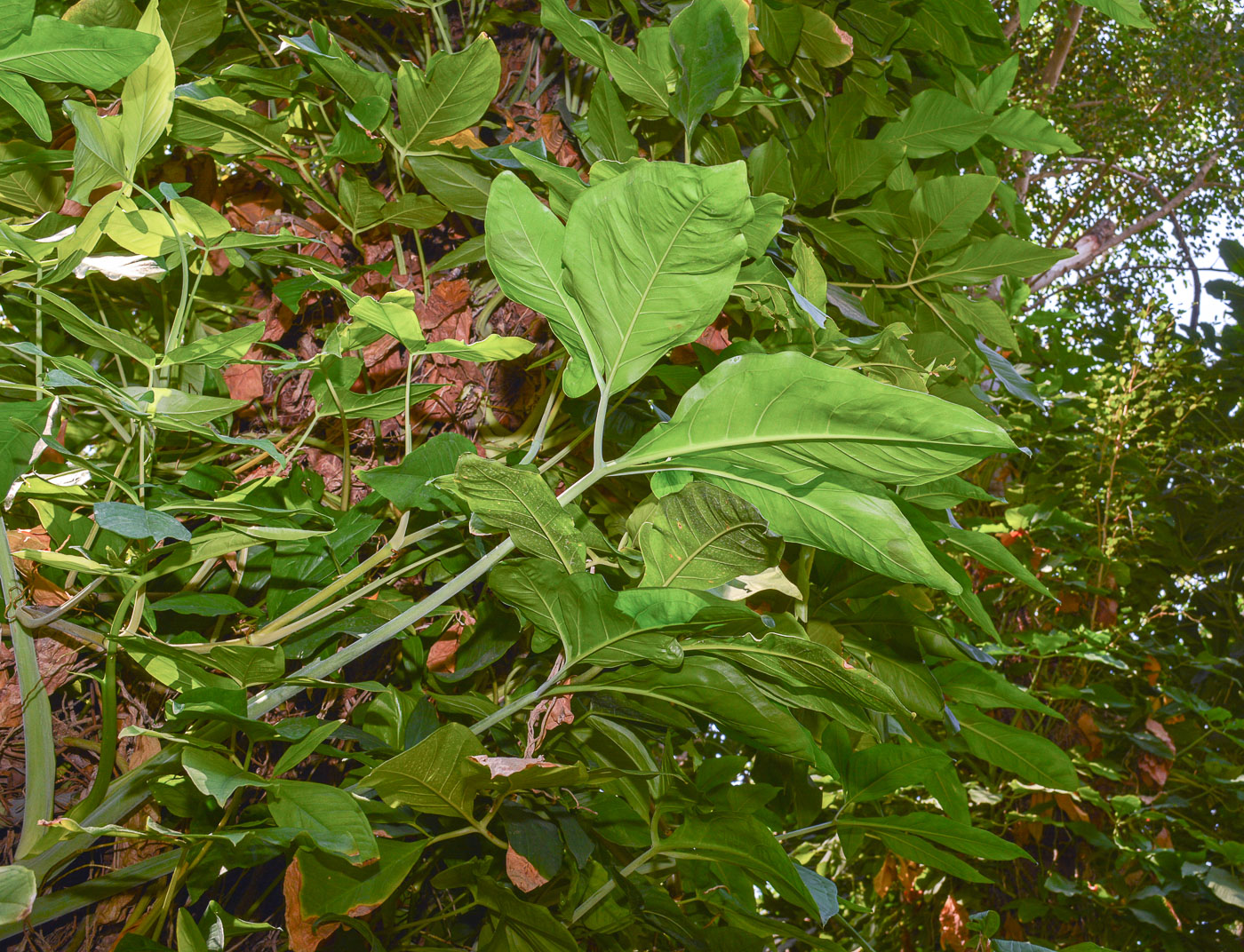 Image of Syngonium podophyllum specimen.