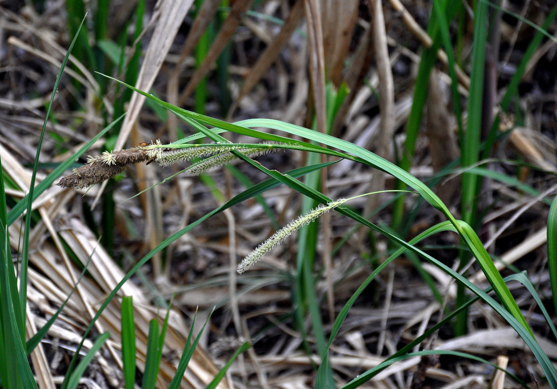 Image of genus Carex specimen.