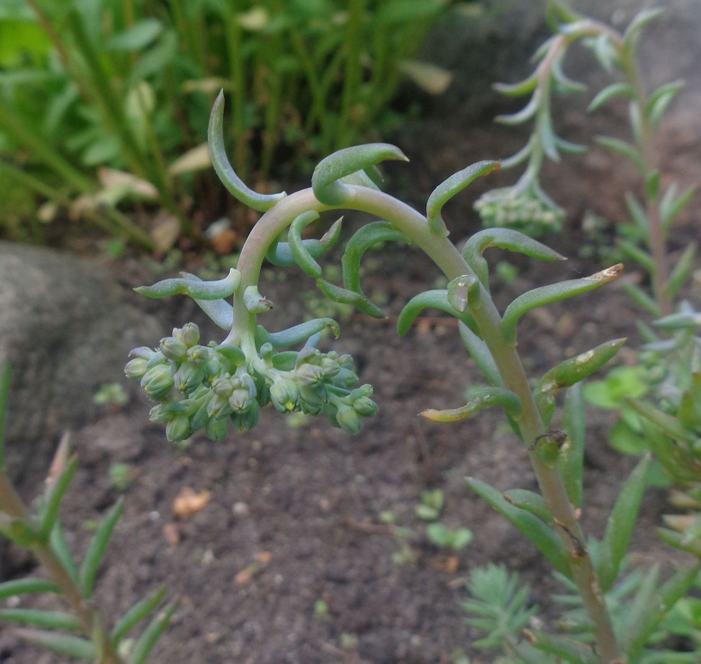 Image of genus Sedum specimen.