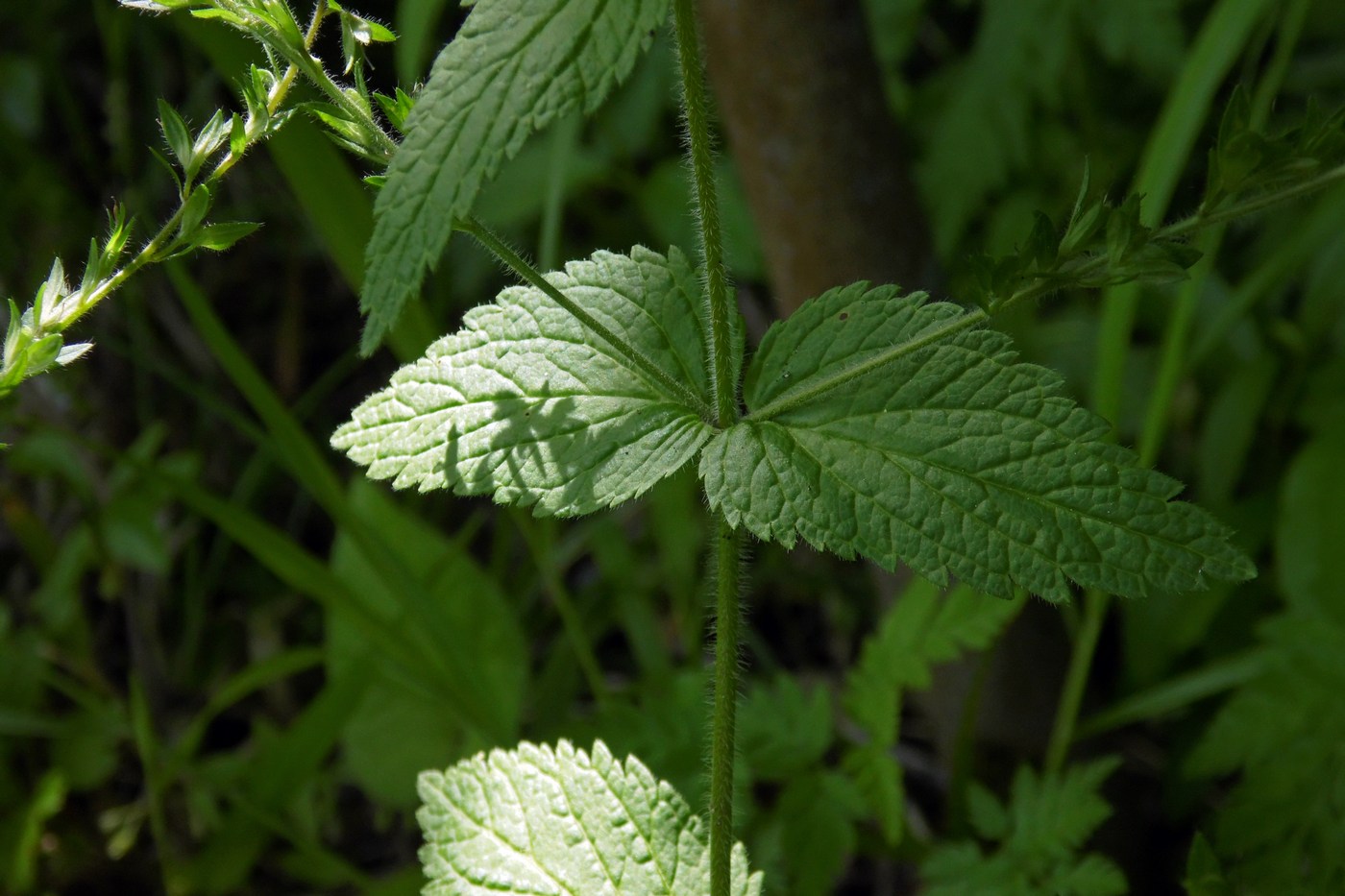 Image of Veronica magna specimen.