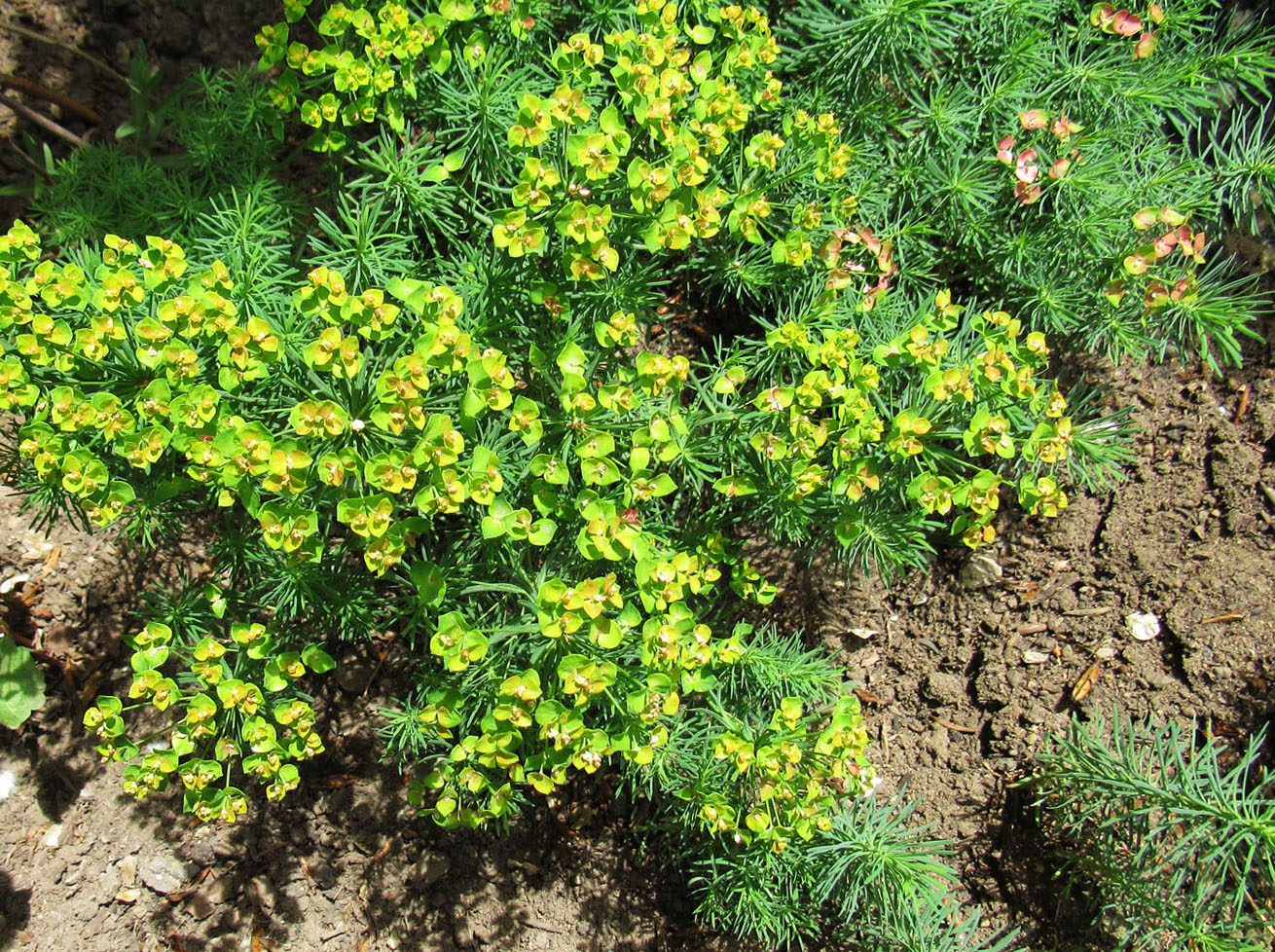 Изображение особи Euphorbia cyparissias.
