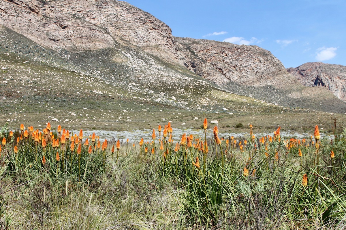 Image of Kniphofia uvaria specimen.