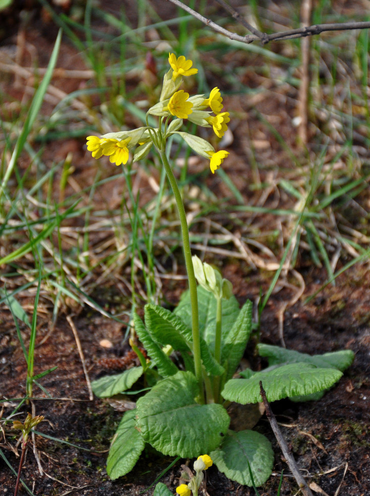 Изображение особи Primula macrocalyx.