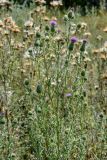 Cirsium vulgare