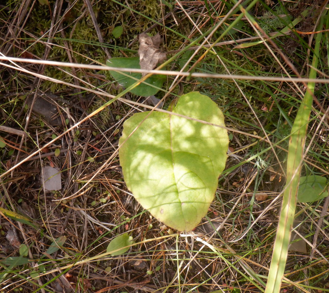 Изображение особи Silphium perfoliatum.