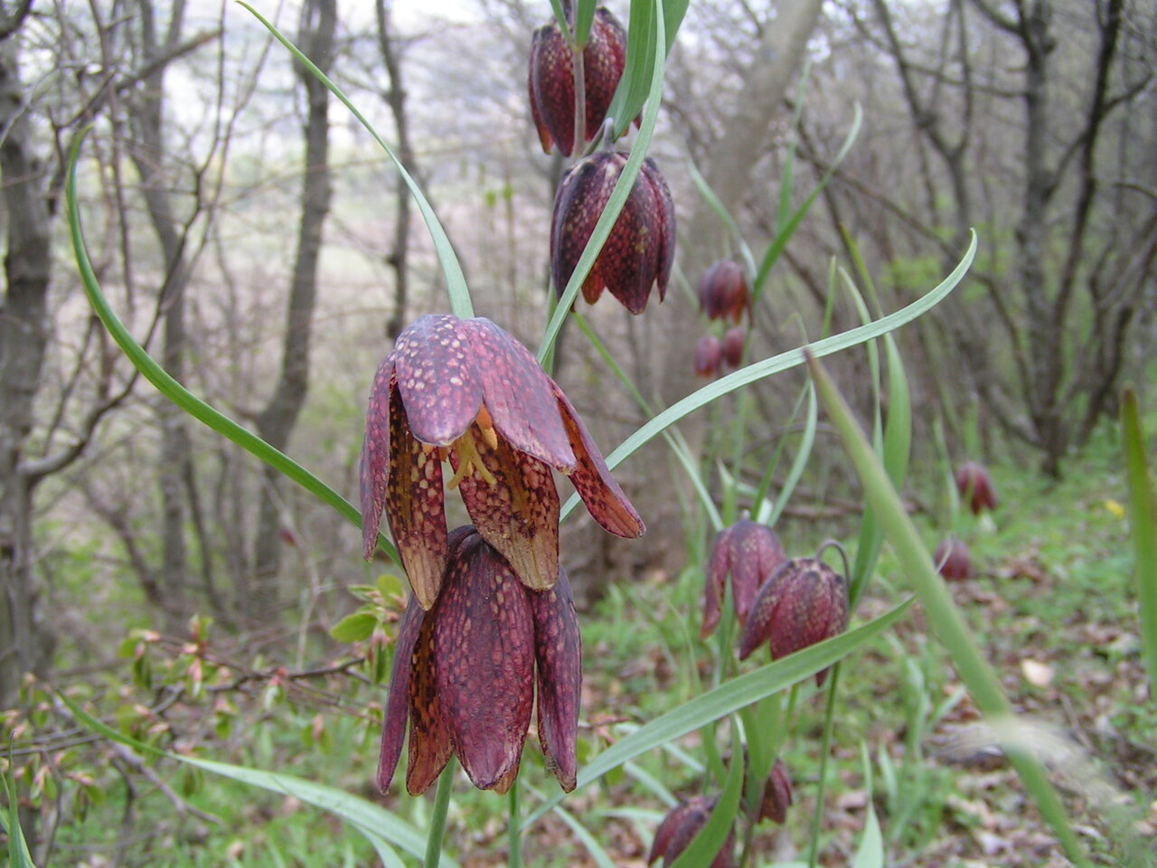 Изображение особи Fritillaria montana.