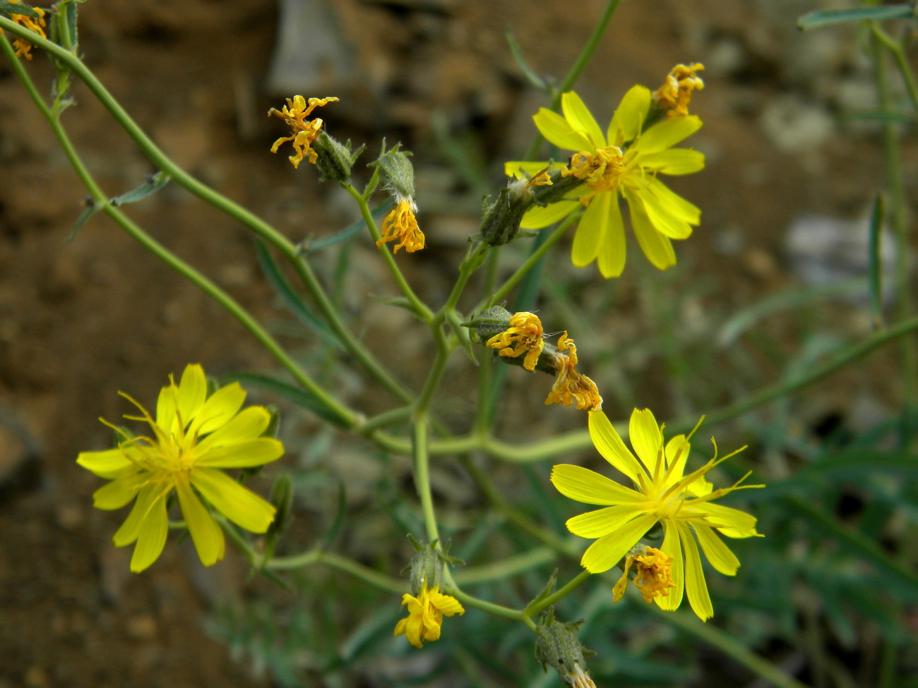 Image of Youngia tenuifolia specimen.