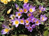 Crocus sieberi подвид sublimis. Цветущие растения. Краснодарский край, г. Усть-Лабинск, на приусадебном участке. 27.03.2021.