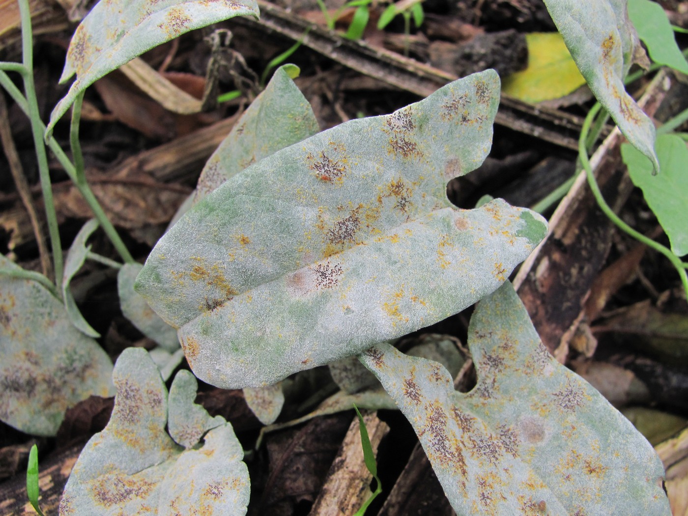 Image of Convolvulus arvensis specimen.