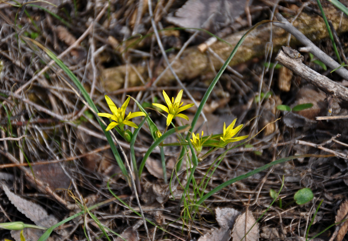 Image of genus Gagea specimen.