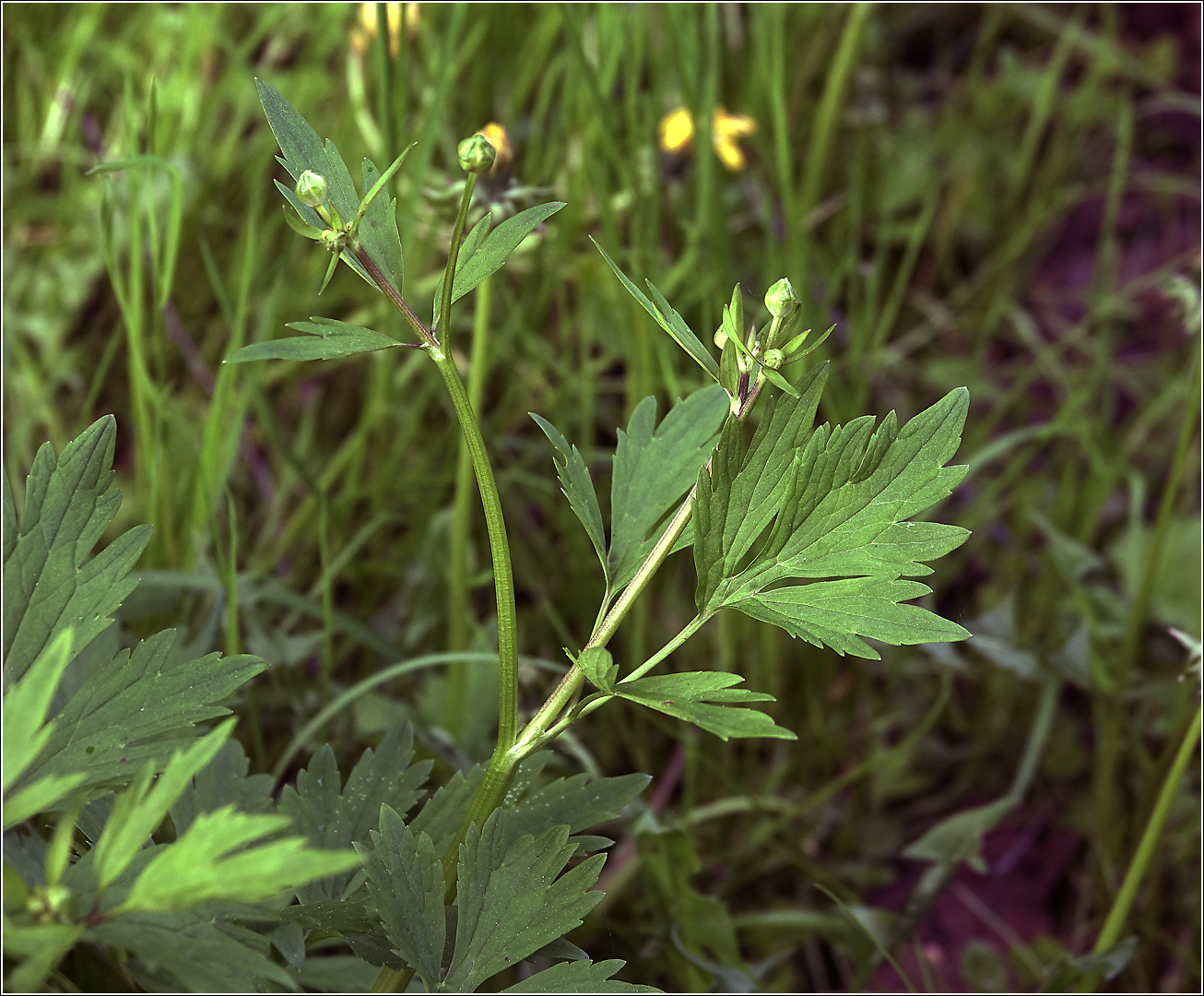 Image of Ranunculus repens specimen.