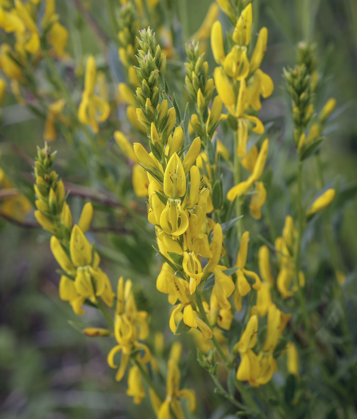 Image of Genista tinctoria specimen.