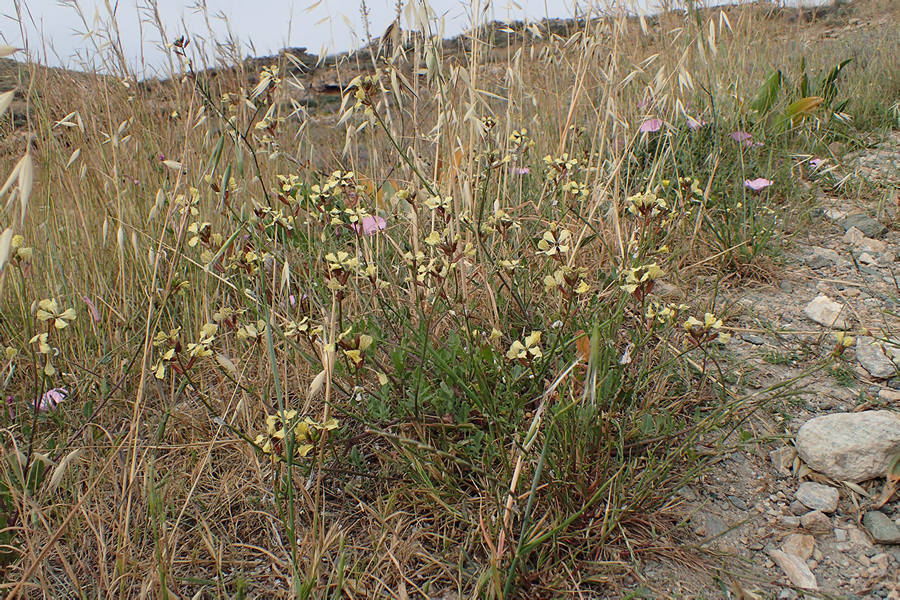 Image of Eruca sativa specimen.