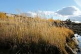 Calamagrostis neglecta. Плодоносящие растения в осенней окраске на прибрежном лугу. Мурманская обл., Кандалакшский р-н, с. Ковда; берег р. Ковда. 26.09.2021.