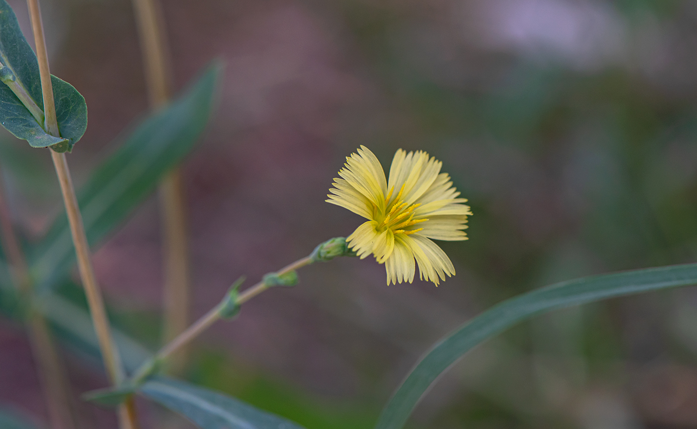 Изображение особи Lactuca serriola.