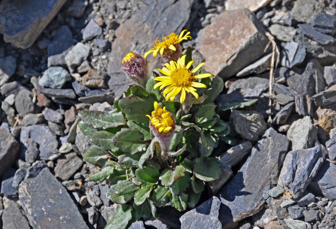 Image of Tephroseris pricei specimen.