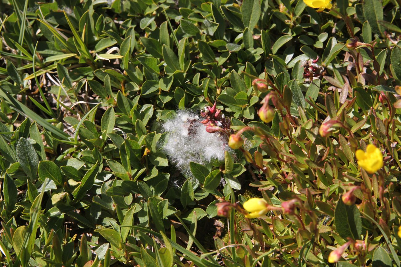 Image of Salix rectijulis specimen.