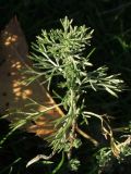 Artemisia austriaca