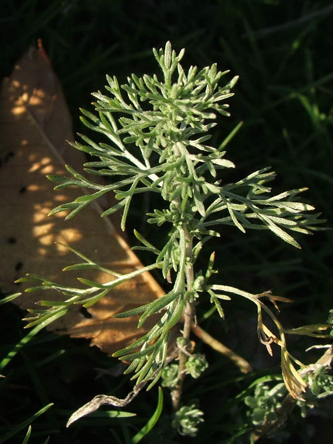 Image of Artemisia austriaca specimen.