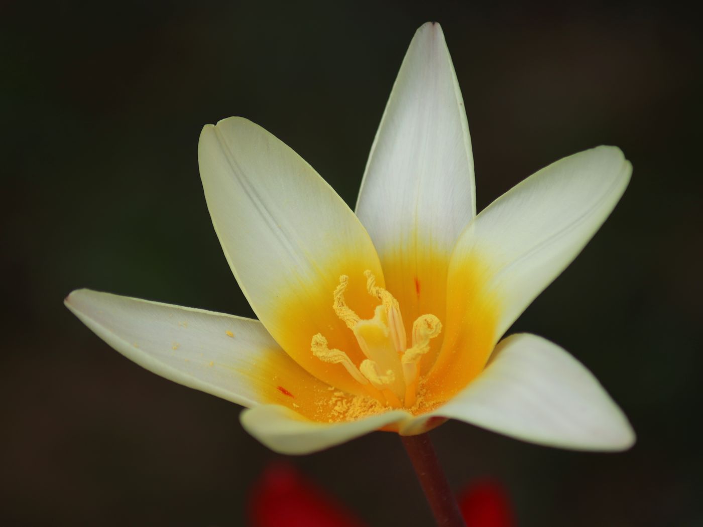 Image of Tulipa kaufmanniana specimen.