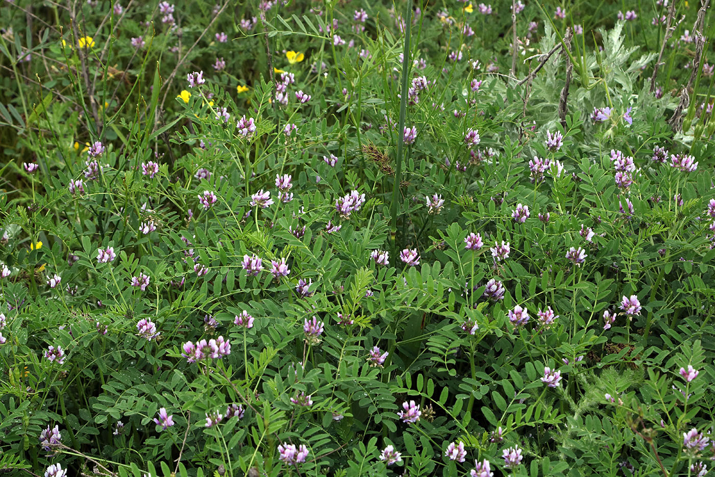 Изображение особи Astragalus filicaulis.