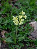 Primula ruprechtii