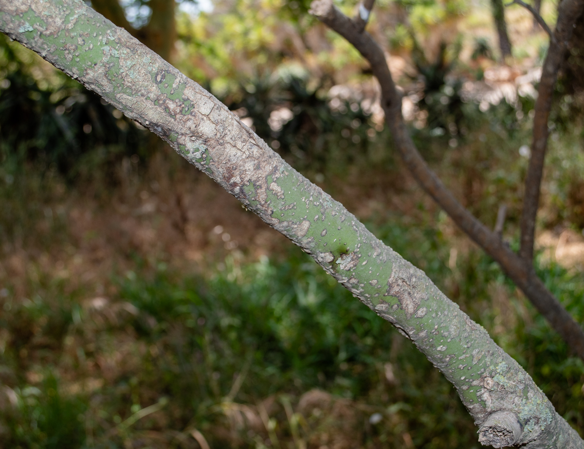 Image of Parkinsonia florida specimen.