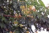 genus Albizia. Ветвь с цветками. Мадагаскар, провинция Тулеария, регион Менабе, окр. г. Мурундави, заказник \"Алли Де Баобаб\". 26.11.2019.