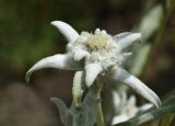 Leontopodium nivale ssp. alpinum