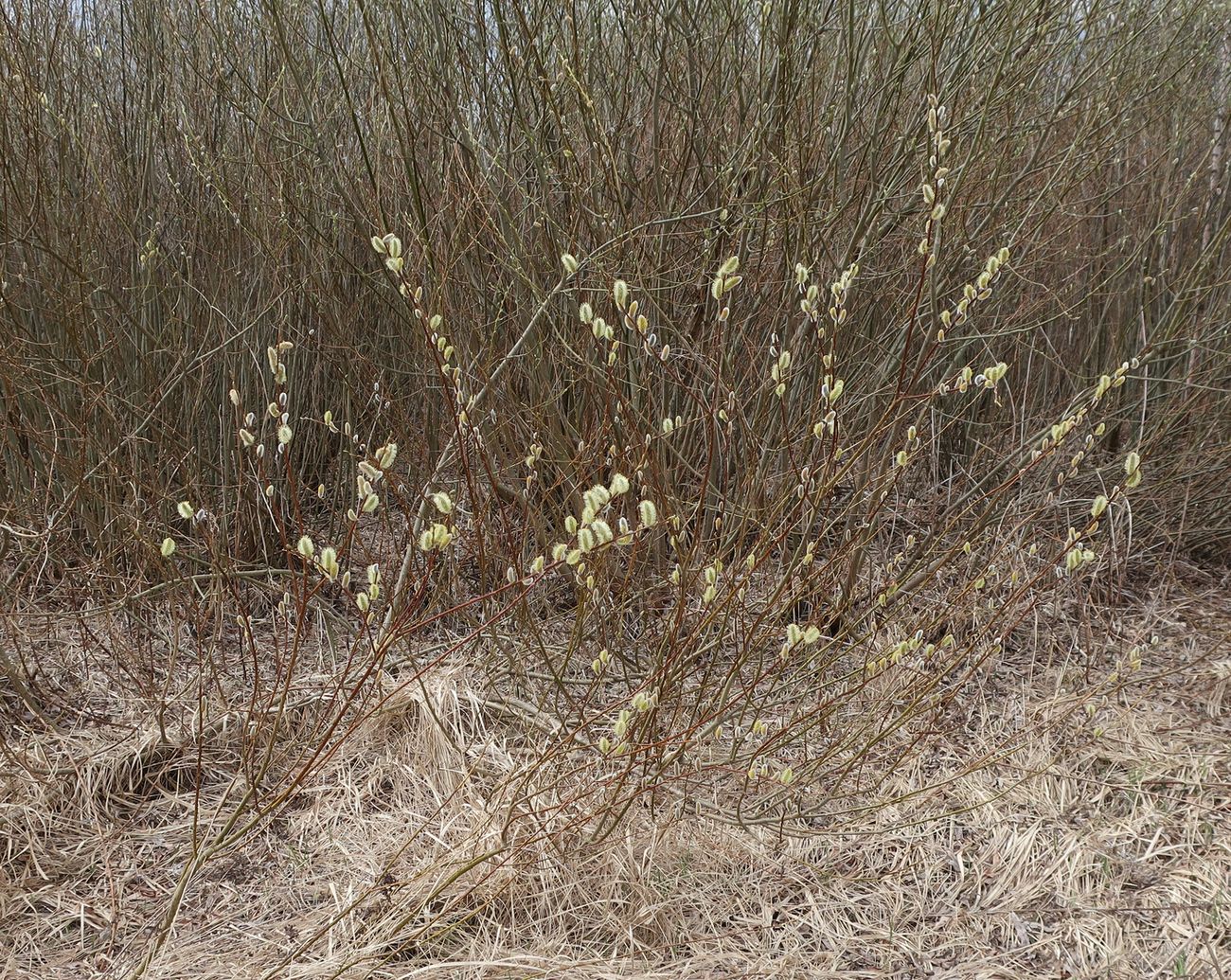 Image of Salix phylicifolia specimen.